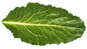 Green Chard Leaf Isolated on White Background photo