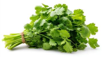 Group f a Green Cilantro Bunch on White Background photo