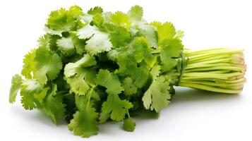 a Close up of a Green Cilantro Bunch Isolated on White Background photo