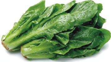 Fresh Green Endive Isolated on White Background photo
