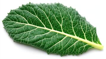 a Fresh Green Mustard Leaf Isolated on White Background photo