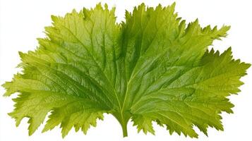 Green Mustard Leaf Isolated on White Background photo