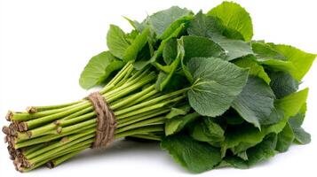 Fresh Green Mustard Greens Bundle Isolated on White Background photo