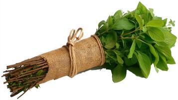 Fresh Green Oregano Bunch Isolated on White Background photo
