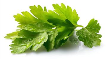 Green Parsley Sprig Isolated on White Background photo
