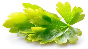 a Green Parsley Sprig Isolated on White Background photo