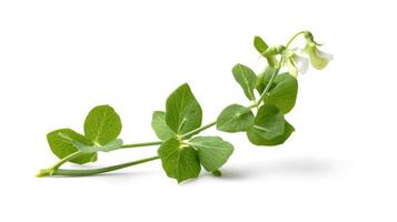 Fresh Green Snow Pea Plant with White Flowers Isolated on White Background photo