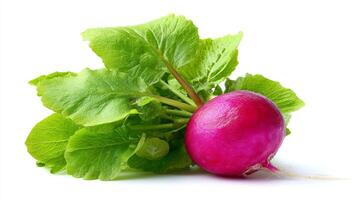 Single Fresh Red Radish with Green Leaves on White Background photo