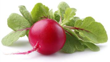 a Fresh Red Radish with Green Leaves on White Background photo