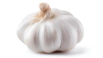 Fresh White Garlic Bulb Isolated on White Background photo