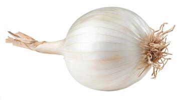a Single Fresh White Onion Isolated on White Background photo