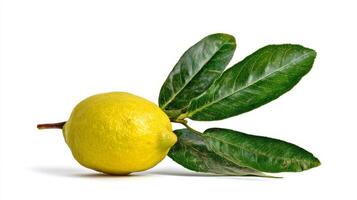 Single Fresh Yellow Lemon with Green Leaves on White Background photo