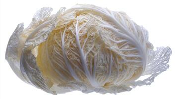 Single Fresh White Cabbage Isolated on White Background photo