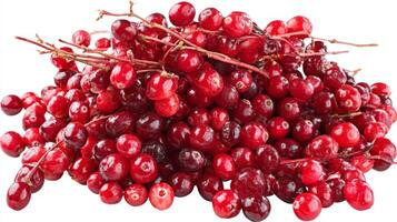 a Pile of Fresh Juicy Red Cranberries on White Background photo