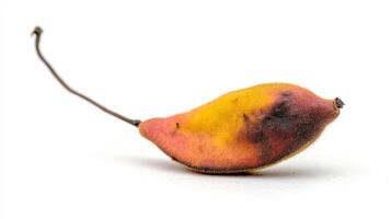 Ripe Brown Tamarind Fruit Isolated on White Background Close Up Macro Shot photo
