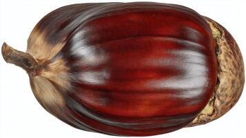 Brown Chestnut on White Background photo