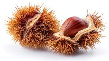 a Brown Chestnuts Isolated on White Background photo