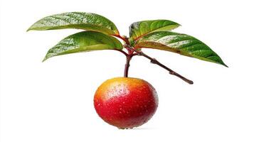 a Juicy Red and Yellow Guava with Green Leaves on White Background photo