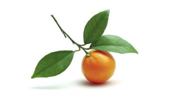 Close up of single Mandarin Orange with Green Leaves on White Background photo
