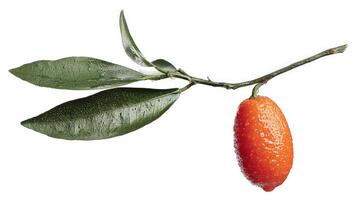 Orange Kumquat on Branch with Green Leaves Isolated on White photo
