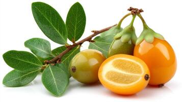 Ripe Orange Kumquat Slice with Leaves and Branch on White Background photo