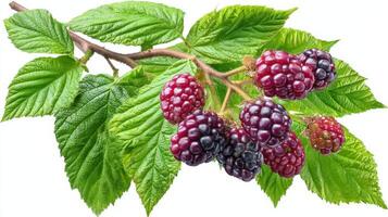 Ripe Purple Blackberries Cluster on Green Branch photo