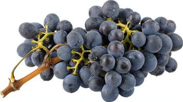 Ripe Purple Grape Cluster on Vine Isolated on White Background photo