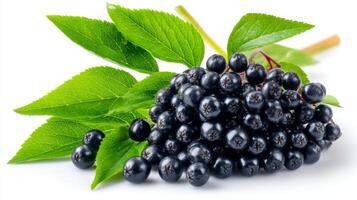 Ripe Purple Elderberry Cluster with Green Leaves on White Background photo