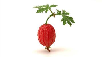 Single Juicy Red Gooseberry with Green Leaves on White Background photo