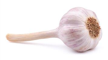 1 Fresh White Garlic Clove Isolated on White Background photo