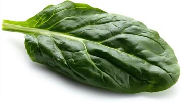 Single Fresh Green Spinach Leaf Isolated on White Background photo