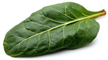 Single Fresh Green Chard Leaf Isolated on White Background photo