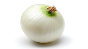 Single Fresh White Onion Isolated on White Background photo