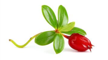 Single Ripe Red Lingonberry with Green Leaves on White Background photo