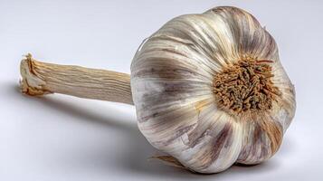 Single Fresh White Garlic Bulb Isolated on White Background photo
