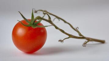 Single Ripe Red Cherry Tomato on Dried Vine Against White Background photo