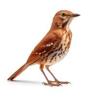 Brown Thrush Bird on White Background photo
