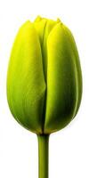 Chartreuse Tulip Bud Close Up White Background photo