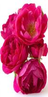 Cluster of Cerise Pink Roses on White Background photo