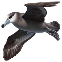 Big Gray Albatross in Flight Against White Background photo