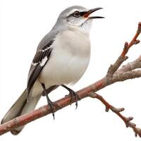Gray Mockingbird Singing on Branch Against White Background photo