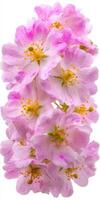 Delicate Pink Roses Cluster with Water Droplets on White Background photo