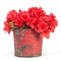Red Azalea Blossoms in Rustic Pot Against White Background photo