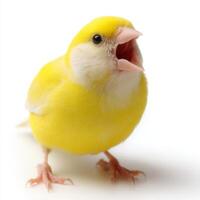 Singing Yellow Canary on White Background photo