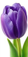 Single Plum Purple Tulip Isolated on White Background photo