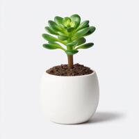 Small Green Succulent in White Pot on White Background photo