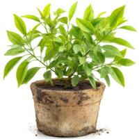 Small Camellia Bush in Brown Pot Against White Background photo