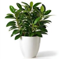 Small Magnolia Shrub in White Pot on White Background photo
