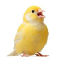 Vibrant Yellow Canary Singing Against White Background photo