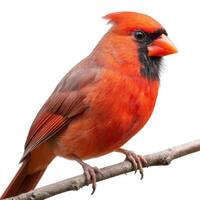 Vibrant Red Cardinal Perched on a Twig Against White Background photo